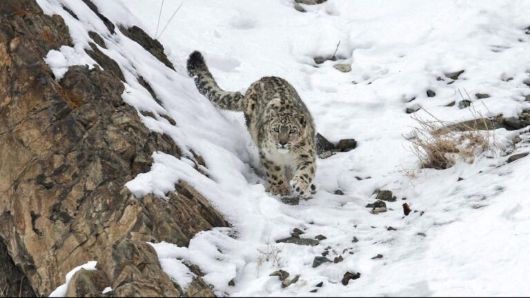 Hemis snow leopard