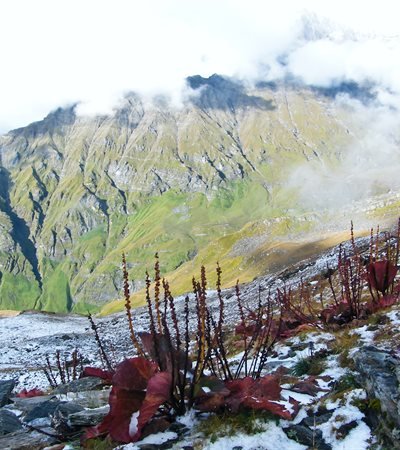 img-nanda-devi-base-camp-trek-Bikat-Adventures